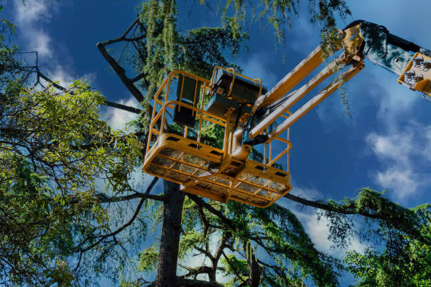 The Steps Involved in Our Tree Care Process in Cohasset, MN